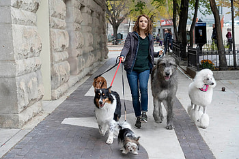 A Dog's Journey, Review, Syrupy tale, Canine reincarnation HD wallpaper