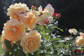 Flowers, Roses, Leaves, Bush, Disbanded, Loose, Buds HD wallpaper