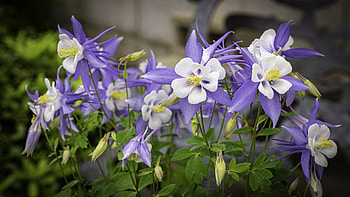 Colorado Columbines at Rocky Mountain National Park, blue, blossoms, usa, Colorado, white HD wallpaper