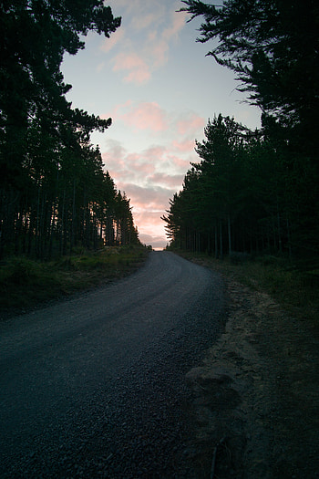 Nature, Trees, Sunset, Twilight, Road, Dusk, Evening HD phone wallpaper
