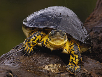 Animals, Water, Stones, Wet, Humid, Turtle HD wallpaper