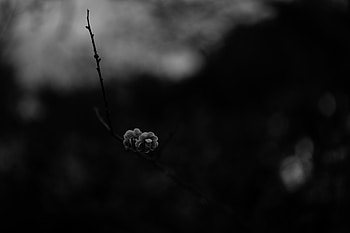 Flower, Macro, Dark, Bloom, Flowering, Branch, Bw, Chb, Spring HD wallpaper