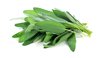 Fresh sage leaves, Botanical garden, Aromatic herb, Outdoor cultivation HD wallpaper