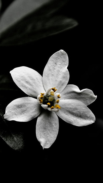 Black Flowers, Beautiful Flower HD phone wallpaper