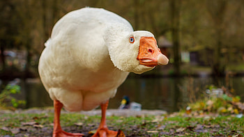 Awkward goose, Blurred , iMac 27-inch, Artistic appeal HD wallpaper