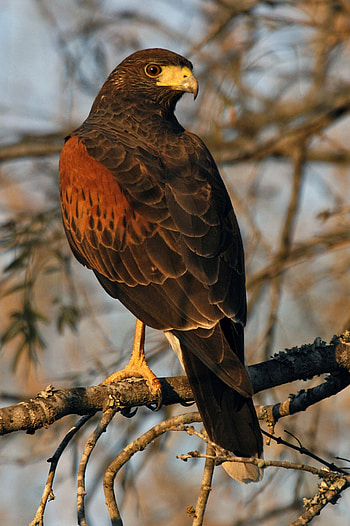 Hawk, Animal bird, Blue HD phone wallpaper