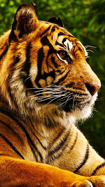 Resting Tiger , Tranquil atmosphere, Peaceful repose, Serene beauty HD phone wallpaper
