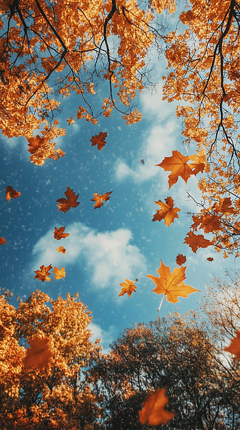 Autumn Serenity: A Fall Weather , Autumn, leaf, sky, nature HD phone wallpaper