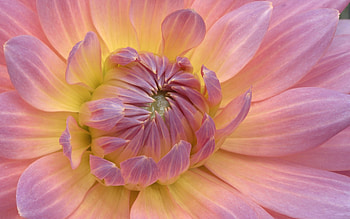 Plants, Flowers HD wallpaper