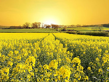 Yellow field, field, yellow, flower, nature, sunrise HD wallpaper