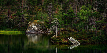 Nature, tree, lake, forest, wreck boat HD wallpaper