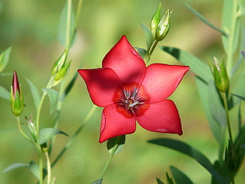 Close-up of a vivid scarlet flax flower, Linum grandiflorum, with lush greenery in a natural setting. HD wallpaper