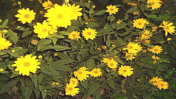 Wall of Flowers, naturalised, garden fence, yellow HD wallpaper