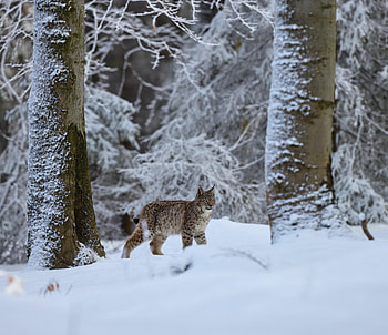 Animals, Winter, Snow, Iris, Big Cat, Wildlife, Animal HD wallpaper