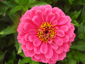 Pretty in pink, pink, graphy, yellow, flower, nature, flowers, macro HD wallpaper