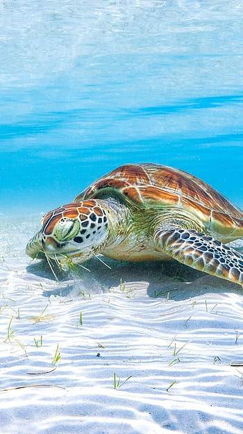 Turtle, Ocean, Tortoise HD phone wallpaper