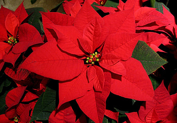 Flowers, Flower, Bright, Close-Up, Poinsettia HD wallpaper