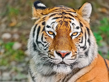 Animals, Aggression, Muzzle, Predator, Sight, Opinion, Tiger HD wallpaper