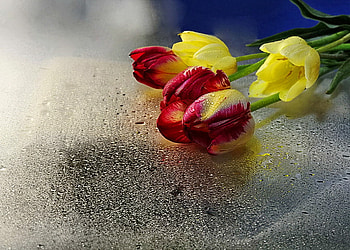 Floral gift, bouquet, shadow, floral, beautiful, tulips, gift, nice, pretty, yellow, red, flowers, lovely HD wallpaper
