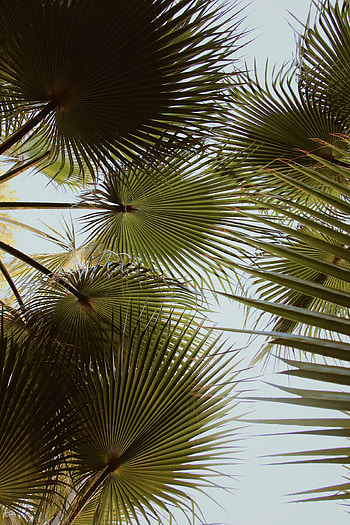 Nature, Leaves, Plant, Palm, Branches HD phone wallpaper