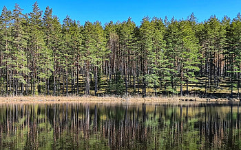 Forest by Lake, reflection, Latvia, calm, forest, lake HD wallpaper