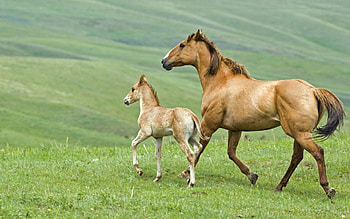 Animals, Grass, Couple, Pair, Stroll, Family, Horse, Stallion HD wallpaper