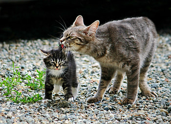 Animals, Stones, Cat, Kitty, Kitten, Crushed Stone, Rubble HD wallpaper