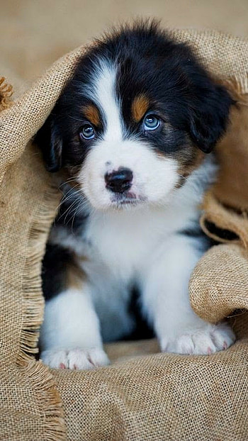 Android puppy , cuteness HD phone wallpaper