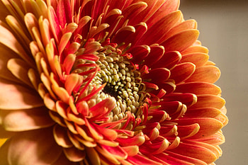Chrysanthemum, Flower, Macro, Petals HD wallpaper