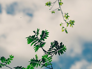 Nature, Sky, Leaves, Plant, Branches HD wallpaper