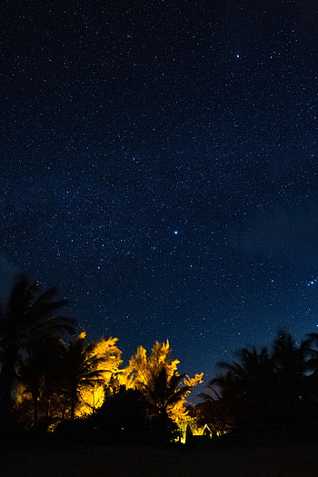 Trees, Stars, Night, Dark, Starry Sky HD phone wallpaper