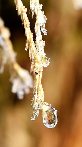 Drippy, Dripping Dew HD phone wallpaper