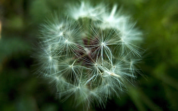 Flower, Macro, Dandelion, Fuzz, Fluff, Seeds, Seed HD wallpaper