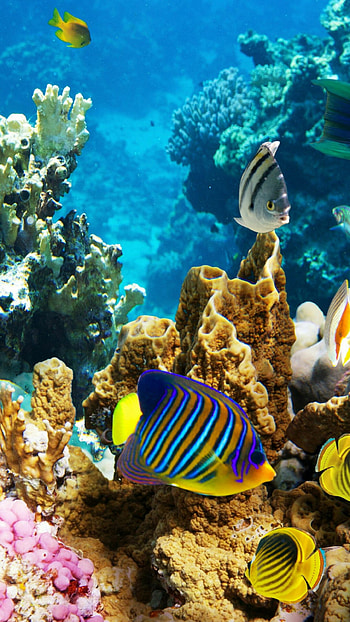 Great Barrier Reef turtle HD phone wallpaper