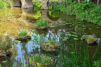 Nature, Water, Vegetation, Bridge, Basin HD wallpaper