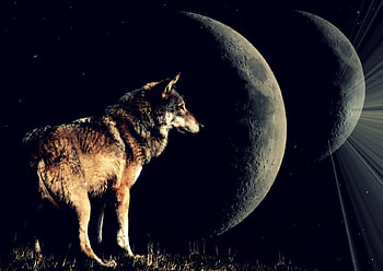 MOON WOLF, winter, dog, canis lupus, lone wolf, wolf, howling, snow, the pack, mythical, white, timber, wolves, grey, lobo, art, grey wolf, nature, canine, friendship, arctic, solitude, black, wolf pack, insnow, , wild animal black, wolfrunning, moon, abstract, pack, majestic, howl, beautiful, spirit, wolf HD wallpaper