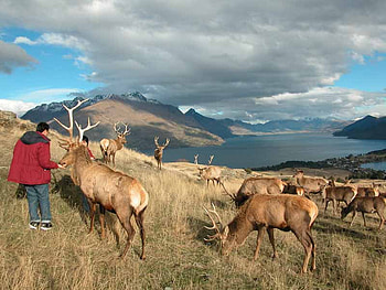red deer grazing, hills, man feeding deer, lake HD wallpaper