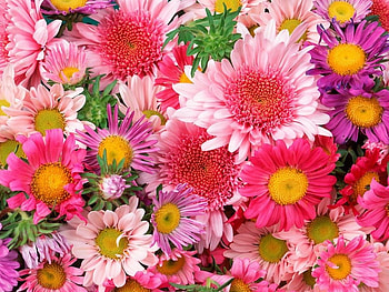Flowers, for all the world, univers HD wallpaper