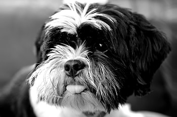Animals, Dog, Bw, Chb, Protruding Tongue, Tongue Stuck Out, Tibetan Terrier HD wallpaper