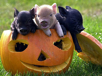 PIGS IN A PUMPKIN, PIGS, CUTE, THREE, PUMPKIN HD wallpaper
