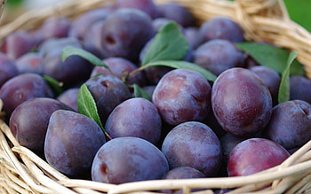 Plate of plums, Fruit harvest, High-quality HD wallpaper