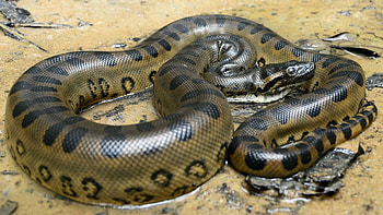 Anaconda, , Ethan Cunningham HD wallpaper