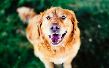 Animals, Dog, Muzzle, Sight, Opinion, Open Mouth HD wallpaper