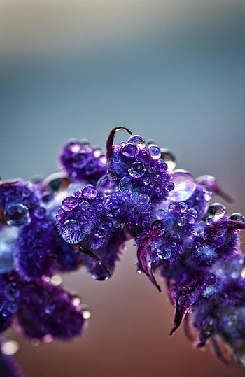 Violet flowers, water drops, blooming, close up HD phone wallpaper