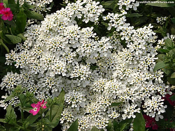 CASCADE OF WHITE, white, shrub, cascade, beauty HD wallpaper