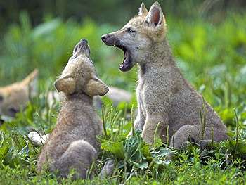 Animals, Grass, Young, Couple, Pair, Wolf, Cubs HD wallpaper