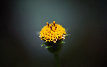 Flower, Macro, Petals HD wallpaper