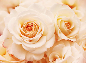 Flowers, Roses, Close-Up, Buds, Delicate, Gentle HD wallpaper