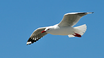 Animals, Birds HD wallpaper