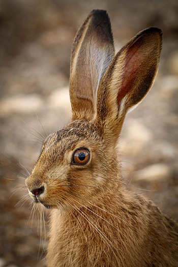 Captivating animal, Stunning graphy, Cute creatures, Beautiful wildlife HD phone wallpaper